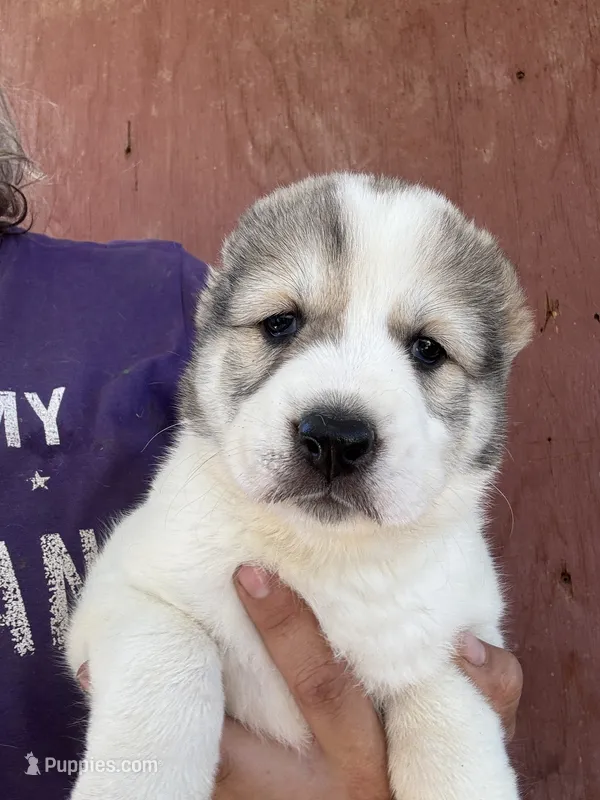 Olympia – Central Asian Shepherd puppy for sale in Ash Fork, AZ