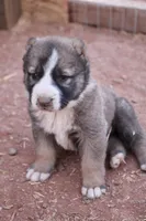 Bahra, a female Central Asian Shepherd for sale in Ash Fork, AZ – Photo 1 of 2