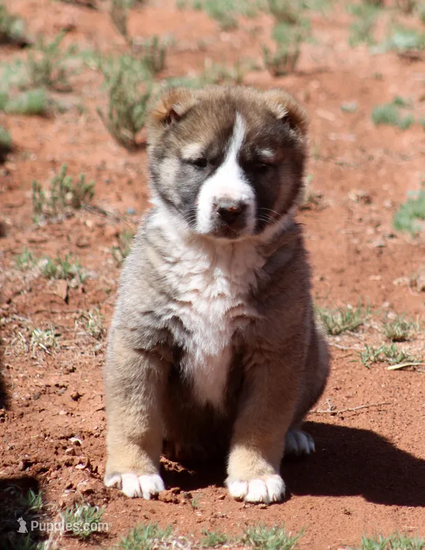 Bahra - TEXT TO INQUIRE  – Central Asian Shepherd puppy for sale in Ash Fork, AZ