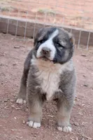Bahra, a female Central Asian Shepherd for sale in Ash Fork, AZ – Photo 2 of 2