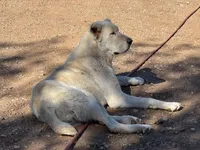 Naomi, a female Central Asian Shepherd for sale in Ash Fork, AZ – 5 of 6