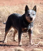 Leeroy, a male Australian Cattle Dog for sale in Ash Fork, AZ – 2 of 3