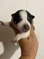 Soot, a male Australian Cattle Dog for sale in Ash Fork, AZ – 1 of 2