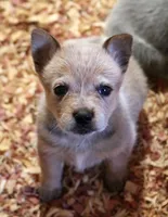 Nori AKC Red Female, a female Australian Cattle Dog for sale in Ash Fork, AZ – 1 of 5
