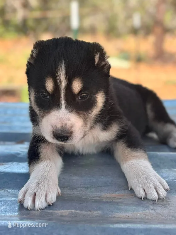 Nara – Central Asian Shepherd puppy for sale in Ash Fork, AZ