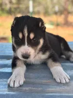 Nara, a female Central Asian Shepherd for sale in Ash Fork, AZ – 2 of 6