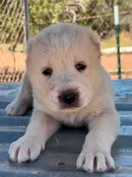 Nuker, a male Central Asian Shepherd for sale in Ash Fork, AZ – 2 of 6