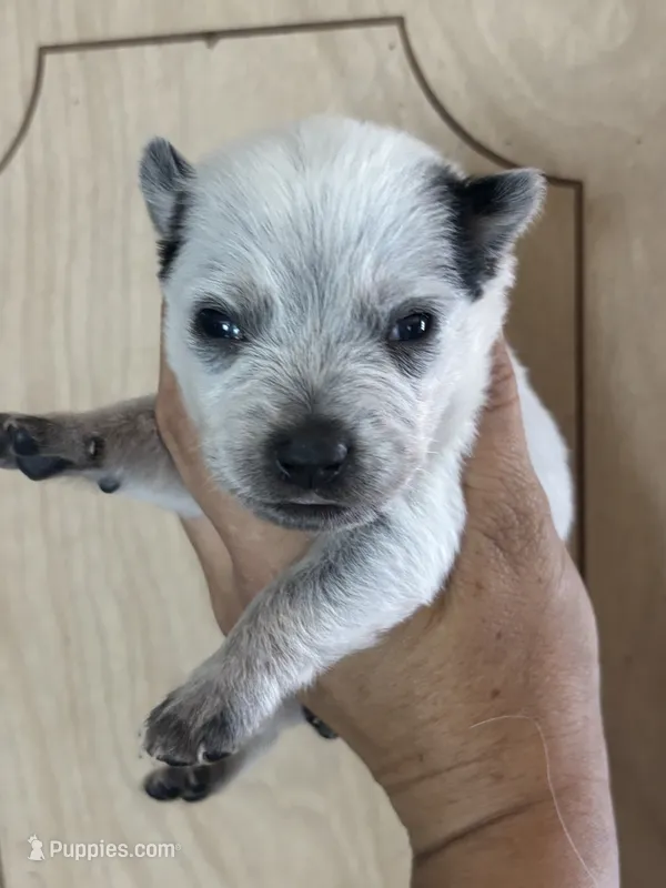 Lillian – Australian Cattle Dog puppy for sale in Ash Fork, AZ