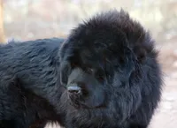 Tobias - TEXT FOR INFO (Wont respond to messages here), a male Tibetan Mastiff for sale in Ash Fork, AZ – 2 of 6