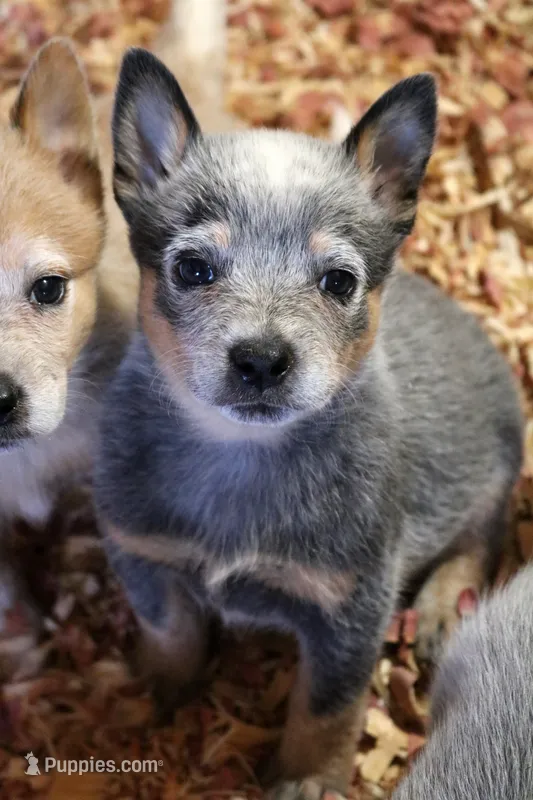 Nancy AKC Blue Female – Australian Cattle Dog puppy for sale in Ash Fork, AZ