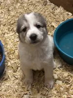 Olympia, a female Central Asian Shepherd for sale in Ash Fork, AZ – 3 of 7