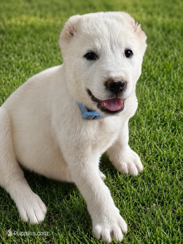 Nuker – Central Asian Shepherd puppy for sale in Ash Fork, AZ