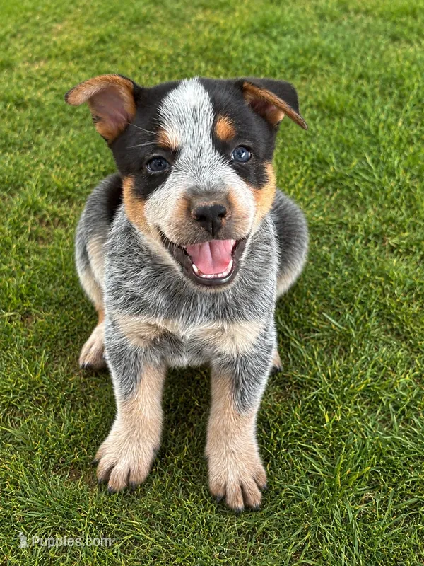 Flame – Australian Cattle Dog puppy for sale in Ash Fork, AZ