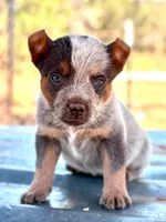 Lorne, a male Australian Cattle Dog for sale in Ash Fork, AZ – 2 of 4