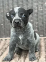 Spark, a female Australian Cattle Dog for sale in Ash Fork, AZ – 2 of 6
