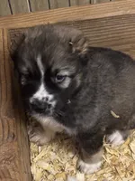 Oroshon, a male Central Asian Shepherd for sale in Ash Fork, AZ – 2 of 6
