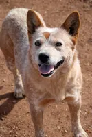 Nina AKC Red Female, a female Australian Cattle Dog for sale in Ash Fork, AZ – 2 of 3