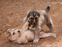 Kama, a female Central Asian Shepherd for sale in Ash Fork, AZ – Photo 2 of 5