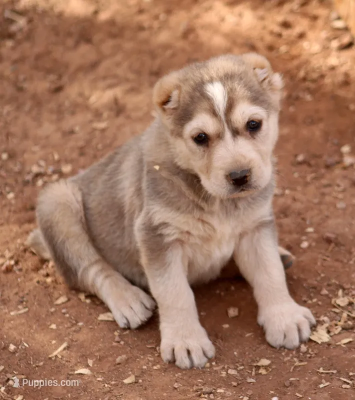 Kama – Central Asian Shepherd puppy for sale in Ash Fork, AZ