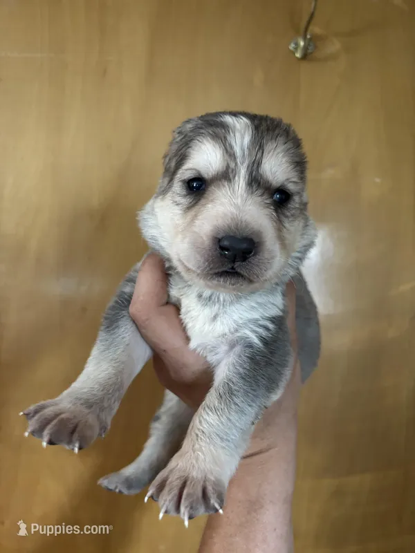 Kira – Central Asian Shepherd puppy for sale in Ash Fork, AZ