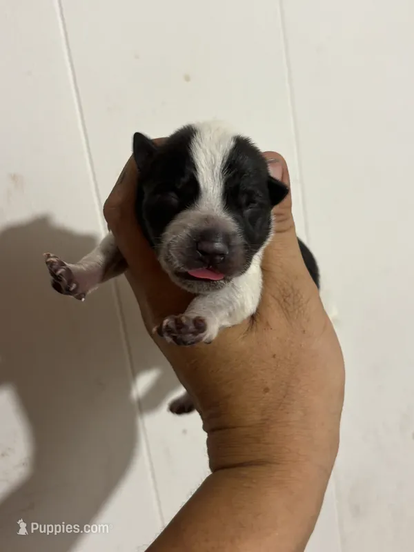 Spark – Australian Cattle Dog puppy for sale in Ash Fork, AZ