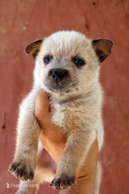Nina AKC Red Female – Australian Cattle Dog puppy for sale in Ash Fork, AZ