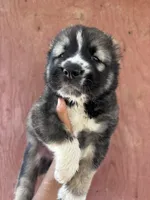 Oroshon, a male Central Asian Shepherd for sale in Ash Fork, AZ – 3 of 6