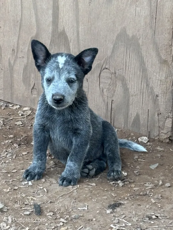 Mickey – Australian Cattle Dog puppy for sale in Ash Fork, AZ