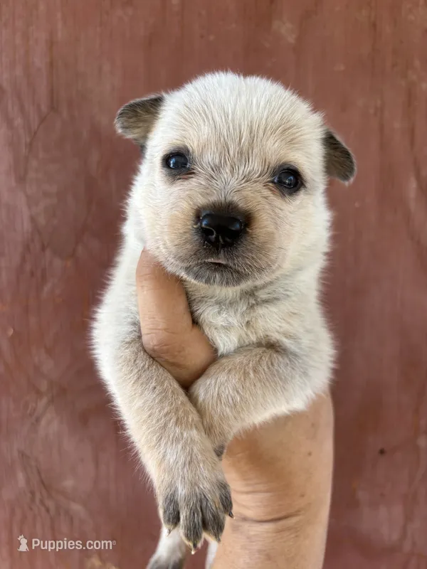 Noelle AKC Red Female – Australian Cattle Dog puppy for sale in Ash Fork, AZ