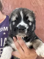Oroshon, a male Central Asian Shepherd for sale in Ash Fork, AZ – 1 of 6