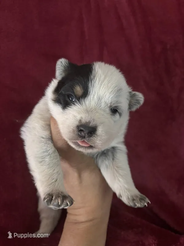 Krystal – Australian Cattle Dog puppy on hold in Ash Fork, AZ