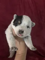 Krystal, a male Australian Cattle Dog for sale in Ash Fork, AZ – 1 of 3