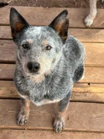 Krystal, a male Australian Cattle Dog for sale in Ash Fork, AZ – 2 of 3