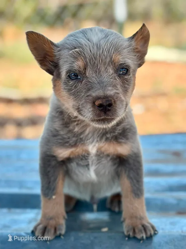 Levi – Australian Cattle Dog puppy for sale in Ash Fork, AZ