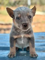 Levi, a male Australian Cattle Dog for sale in Ash Fork, AZ – 2 of 4