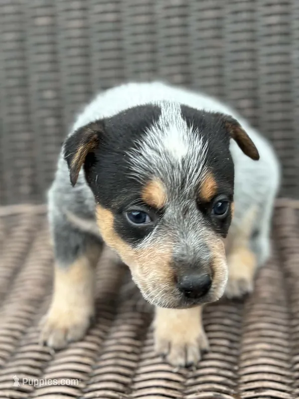 Flame – Australian Cattle Dog puppy for sale in Ash Fork, AZ