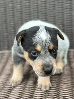 Flame, a male Australian Cattle Dog for sale in Ash Fork, AZ – 1 of 3