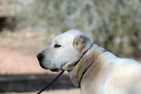 Prada, a female Central Asian Shepherd for sale in Ash Fork, AZ – 4 of 8