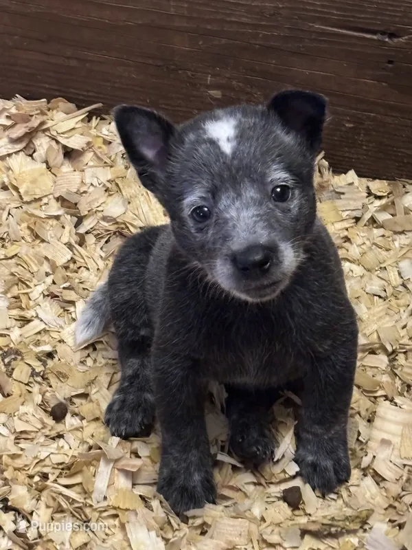 Mickey – Australian Cattle Dog puppy for sale in Ash Fork, AZ
