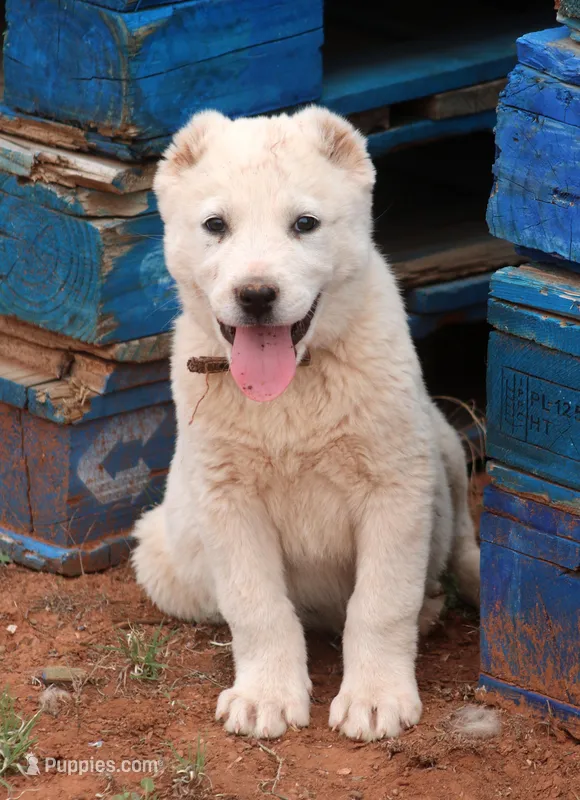 Barsa - TEXT TO INQUIRE  – Central Asian Shepherd puppy for sale in Ash Fork, AZ