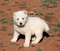 Barsa - TEXT TO INQUIRE , a female Central Asian Shepherd for sale in Ash Fork, AZ – Photo 3 of 3