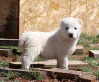 Barsa - TEXT TO INQUIRE , a female Central Asian Shepherd for sale in Ash Fork, AZ – Photo 1 of 3
