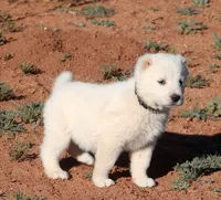 Barsa - TEXT TO INQUIRE , a female Central Asian Shepherd for sale in Ash Fork, AZ – Photo 2 of 3