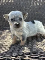 Lillian, a male Australian Cattle Dog for sale in Ash Fork, AZ – 3 of 4