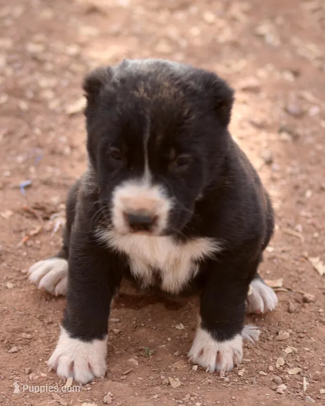 Lada – Central Asian Shepherd puppy for sale in Ash Fork, AZ