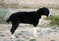 Lada, a female Central Asian Shepherd for sale in Ash Fork, AZ – 6 of 6
