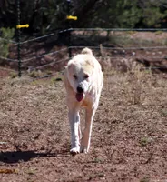 Jazmin, a female Central Asian Shepherd for sale in Ash Fork, AZ – 9 of 10