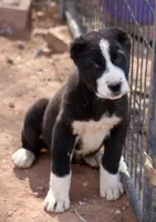 Leyla, a female Central Asian Shepherd for sale in Ash Fork, AZ – 2 of 9