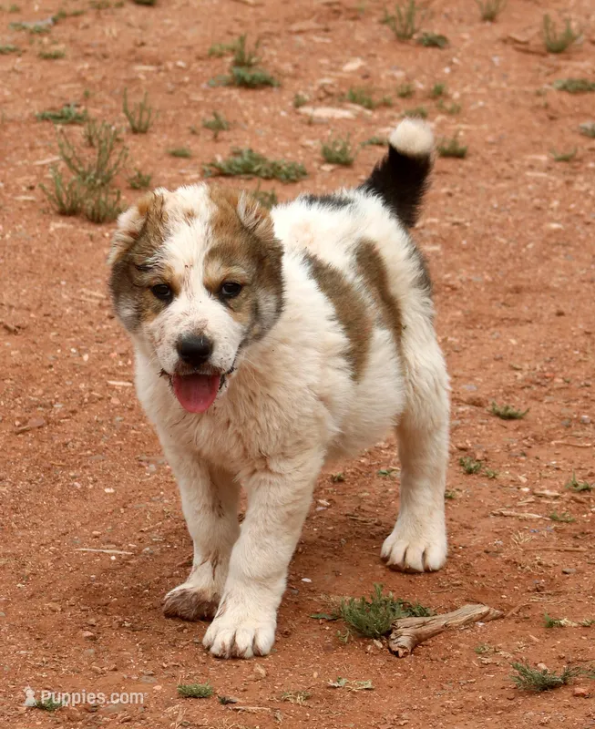 Janar – Central Asian Shepherd puppy on hold in Ash Fork, AZ