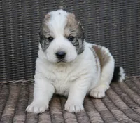 Janar, a male Central Asian Shepherd for sale in Ash Fork, AZ – Photo 3 of 7